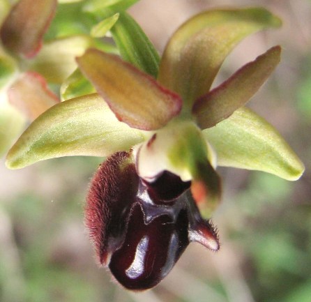 Ophrys incubacea